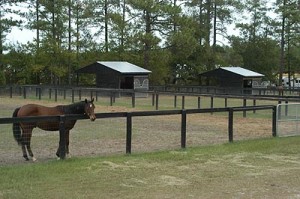 rehab_paddocks2_1007