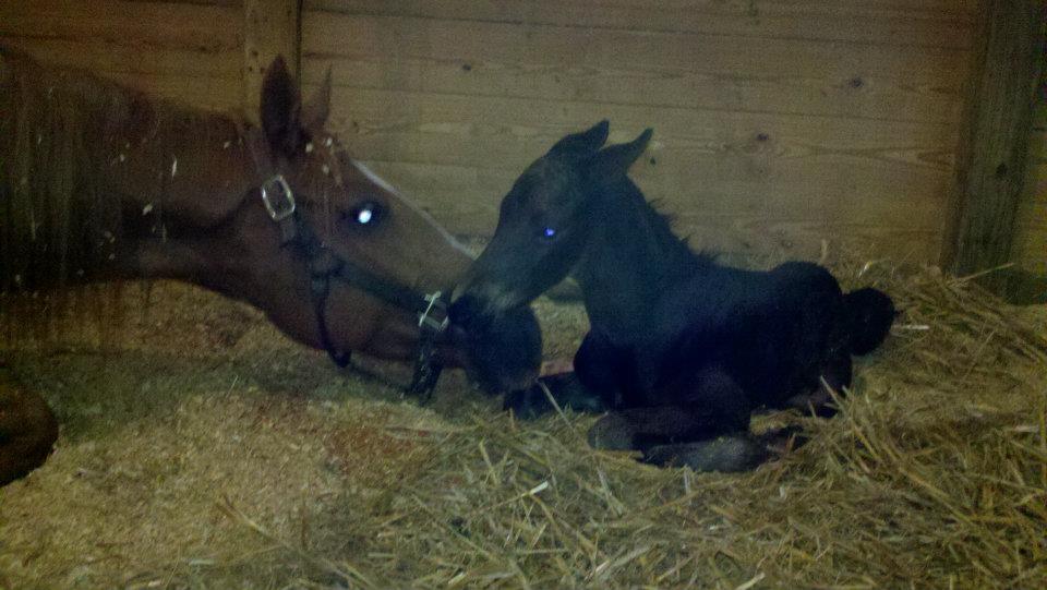 2012 Hanoverian Colt