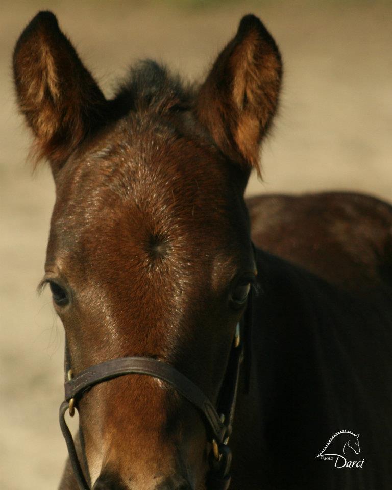 New Foal at PEVS