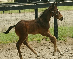 Riff (Cibby x Analee) ~ 2012 TB Colt