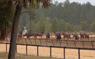 Snow Day for the Recip Herd