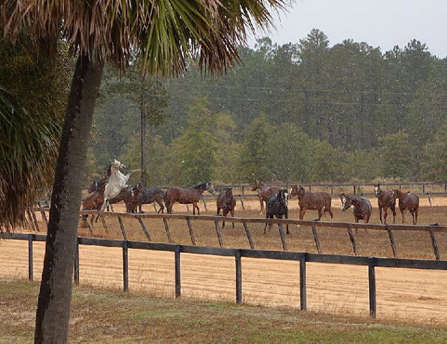 Snow Day for the Recip Herd